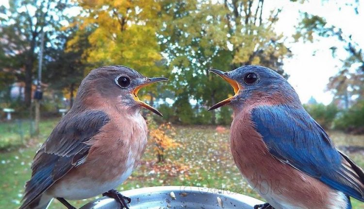2 ציפורים עם פה פתוח